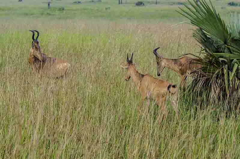 118 - Alcefalos de Jackson - parque nacional de las cataratas Murchison - Uganda